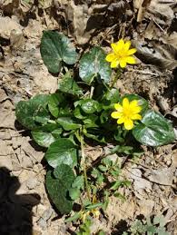 Attēlu rezultāti vaicājumam “Ficaria verna flower”