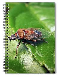 Attēlu rezultāti vaicājumam “Kleidocerys resedae”