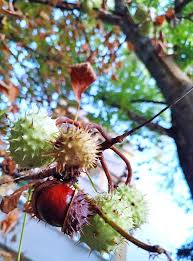 Attēlu rezultāti vaicājumam “Castanea sativa  fruit”
