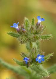 Attēlu rezultāti vaicājumam “Anchusa arvensis”
