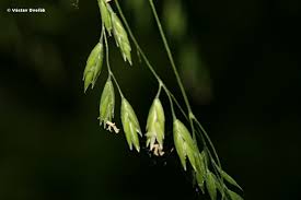 Attēlu rezultāti vaicājumam “Poa remota”