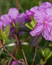 Attēlu rezultāti vaicājumam “Rhododendron sichotense”