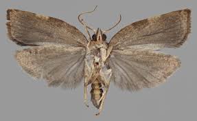 Attēlu rezultāti vaicājumam “Pandemis cinnamomeana”