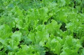 Image result for Pflücksalat