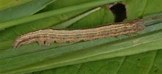 Attēlu rezultāti vaicājumam “Protodeltote pygarga”