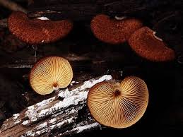 Attēlu rezultāti vaicājumam “Crepidotus versutus”