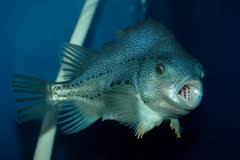 Image result for Cyclopterus lumpus