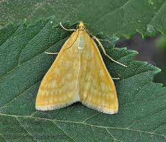 Attēlu rezultāti vaicājumam “Sitochroa verticalis”