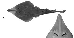 Image result for Rhinobatos rhinobatos