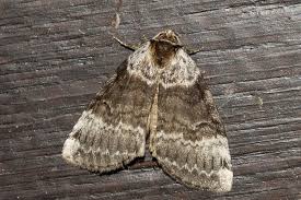 Attēlu rezultāti vaicājumam “Tetheella fluctuosa”