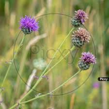 Attēlu rezultāti vaicājumam “Cirsium heterophyllum”