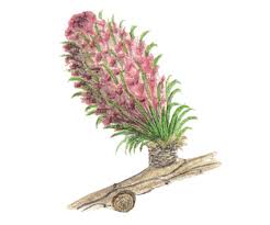 Attēlu rezultāti vaicājumam “Larix decidua flower”