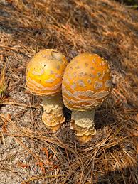 Attēlu rezultāti vaicājumam “Diderma ochraceum young”