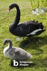 Attēlu rezultāti vaicājumam “Cygnus atratus”