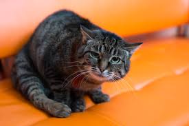 Afbeeldingsresultaat voor katten