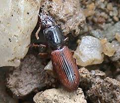 Attēlu rezultāti vaicājumam “Clivina fossor”