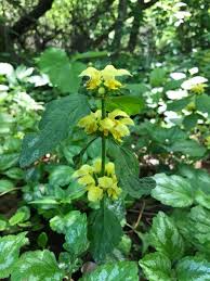 Attēlu rezultāti vaicājumam “Lamiastrum galeobdolon”