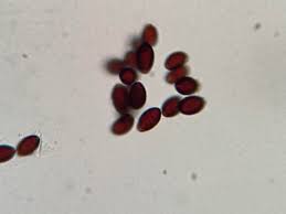 Attēlu rezultāti vaicājumam “Coprinus sp.”