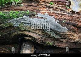 Attēlu rezultāti vaicājumam “Siphoptychium violaceum”