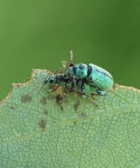 Attēlu rezultāti vaicājumam “Phyllobius”
