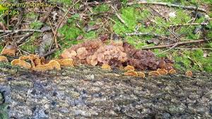 Attēlu rezultāti vaicājumam “Exidia saccharina”