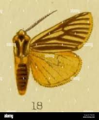 Attēlu rezultāti vaicājumam “Eilema depressa imago”