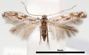 Attēlu rezultāti vaicājumam “Bucculatricidae”