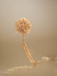 Attēlu rezultāti vaicājumam “Cribraria microcarpa spores”