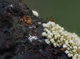 Attēlu rezultāti vaicājumam “Nectria episphaeria”