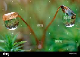 Attēlu rezultāti vaicājumam “Ulota crispa sporophyte”