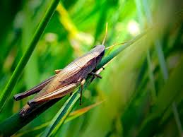 Attēlu rezultāti vaicājumam “Chrysochraon dispar”