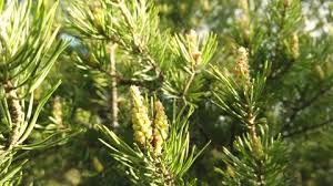 Attēlu rezultāti vaicājumam “Pinus sylvestris male flower”