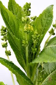 Attēlu rezultāti vaicājumam “Mercurialis perennis fruit”