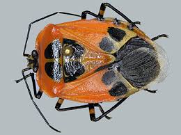 Attēlu rezultāti vaicājumam “Pentatomidae”