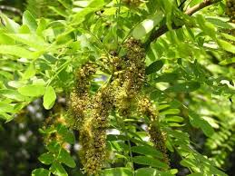 Attēlu rezultāti vaicājumam “Gleditsia triacanthos fruit”