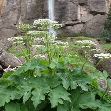 Attēlu rezultāti vaicājumam “Heracleum”