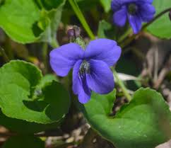 Image result for violet