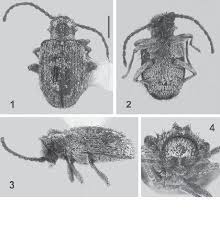 Attēlu rezultāti vaicājumam “Ptinus sp.”