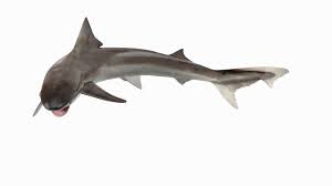 Image result for Galeorhinus galeus