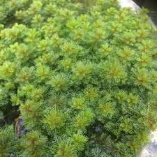 Attēlu rezultāti vaicājumam “Myriophyllum spicatum”