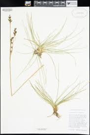 Attēlu rezultāti vaicājumam “Juncus squarrosus”