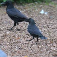 Attēlu rezultāti vaicājumam “Corvus monedula adult”