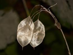Attēlu rezultāti vaicājumam “Lunaria annua leaf”