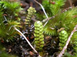 Attēlu rezultāti vaicājumam “Scapania”