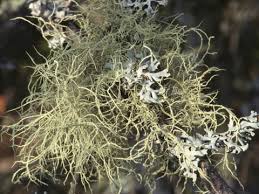 Attēlu rezultāti vaicājumam “Usnea subfloridana”