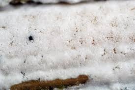 Attēlu rezultāti vaicājumam “Athelia pyriformis”