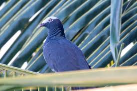 Attēlu rezultāti vaicājumam “Columbiformes”