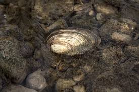 Attēlu rezultāti vaicājumam “Unio crassus”