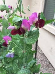 Attēlu rezultāti vaicājumam “Pisum sativum flower”
