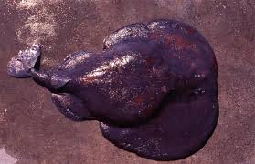 Image result for Tetronarce nobiliana